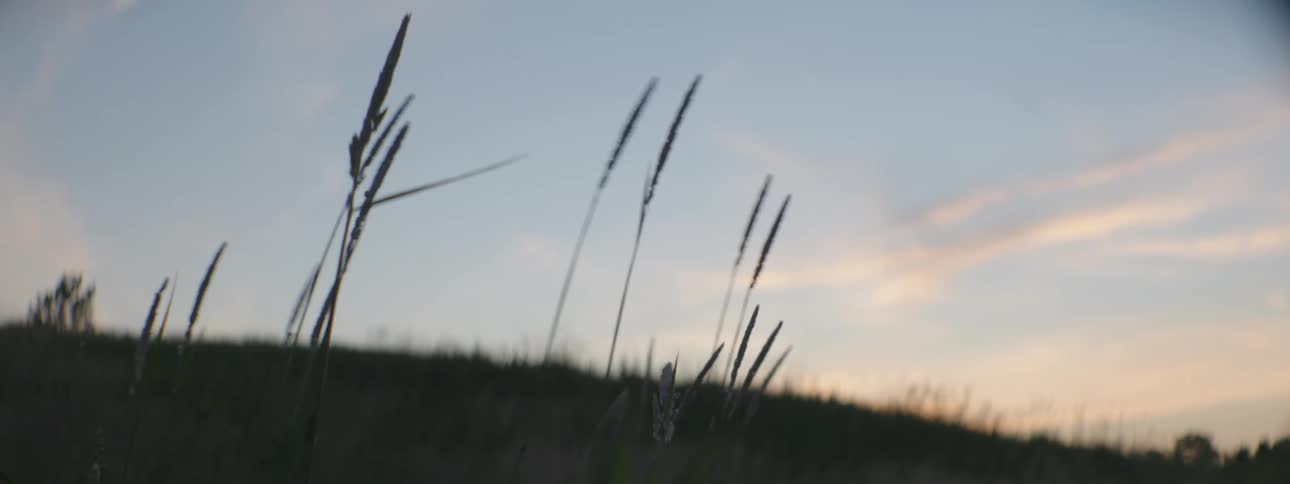 Tall willows in the wind in a hilly field
