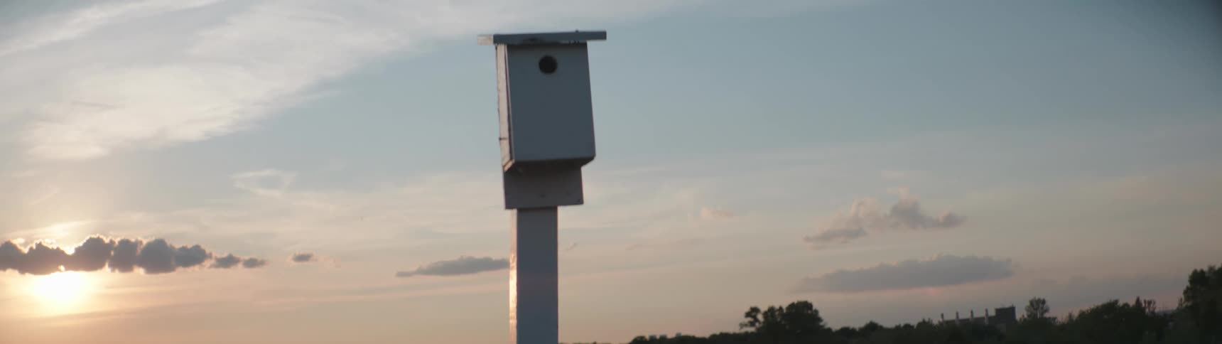 A bird flies past a birdhouse on a tall pole