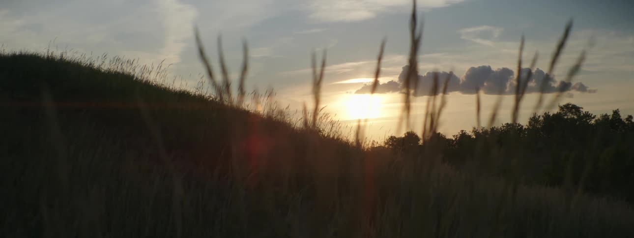 Sun rises from the horizon over hills and woods as grass stalks wave in the breeze