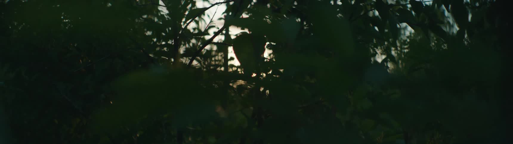 Sunlight peaks through tall trees in the forest