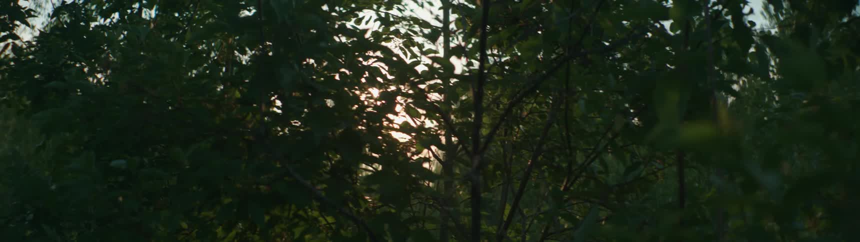 Sunlight peaks through tall trees in the forest