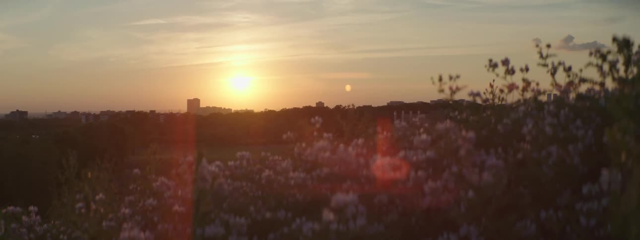 Violet wild flowers growing on a field in front of a small town skyline at sunset