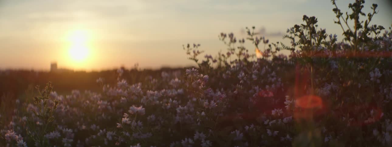 Sun sits near the horizon as wind causes flowers in meadow to wave