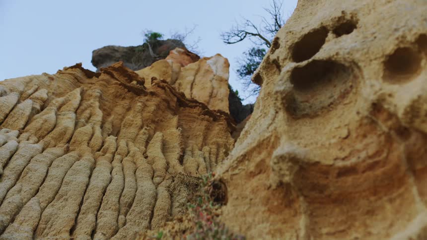 Plants growing on rock formations in a canyon