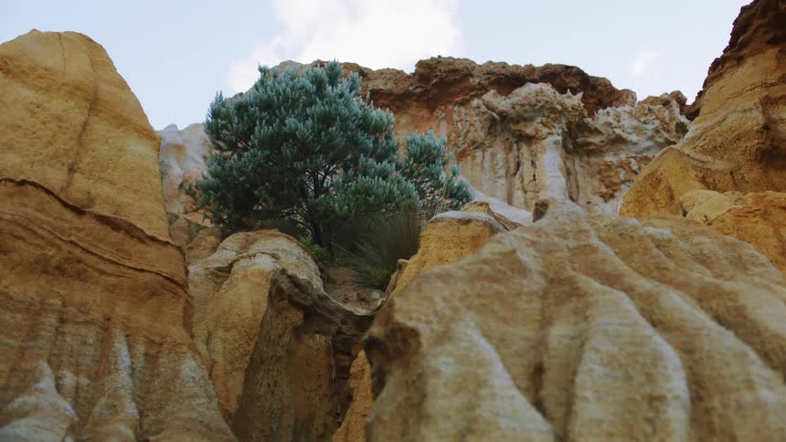A tree growing on a cliff