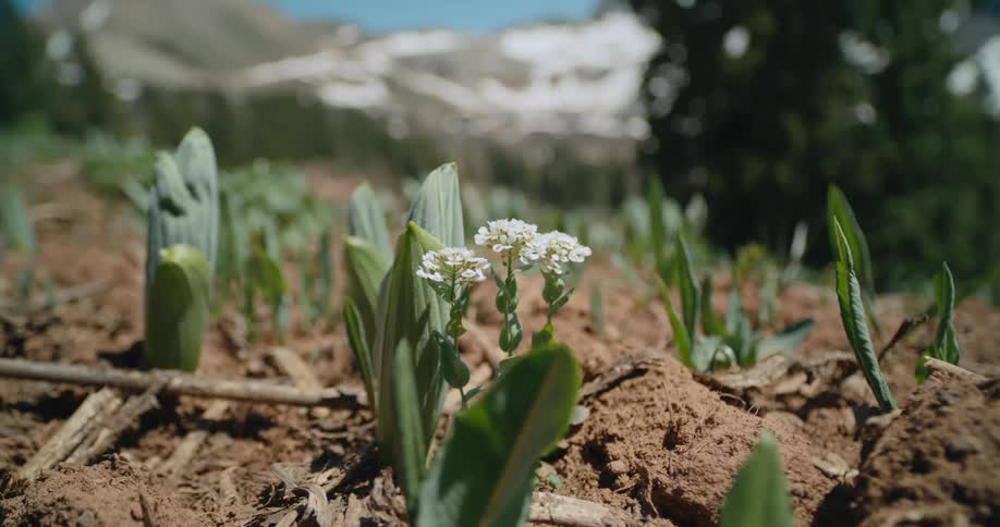 A trio of small flowers have sprouted up close the the dirt covered ground