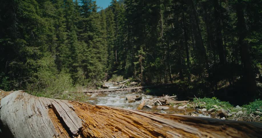 Stream flows through the green forest under a blue sky