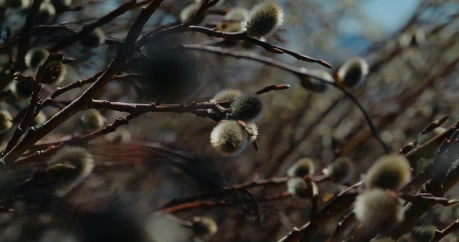 Plants with buds on the branches move in the breeze