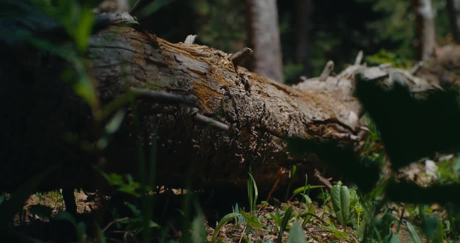 Plants near fallen log wave in breeze in forest