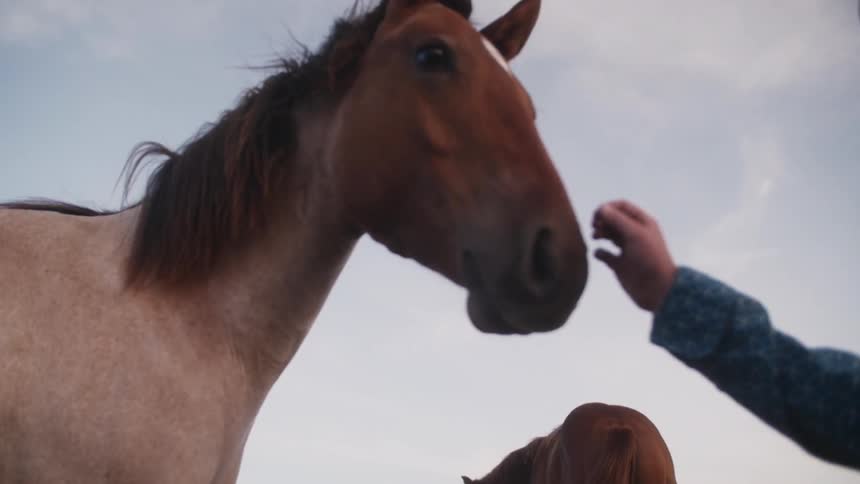 Young cowboy gently touching a horse in front of him
