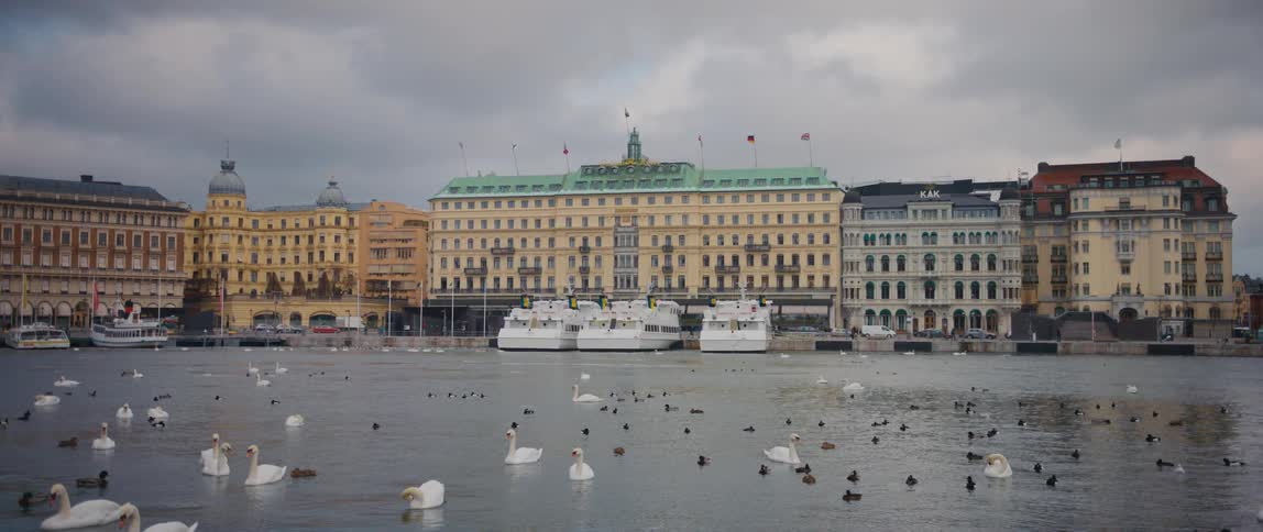 Boats parked in the docks as ducks and swans swim in the river near the city buildings