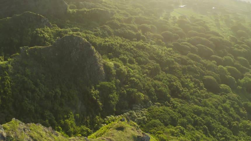 Overhead view of plants and trees covering a mountain ridge as the sun shines brightly upon it
