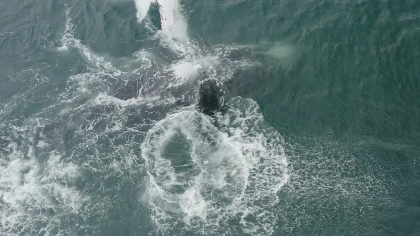 A whale is splashing around the water