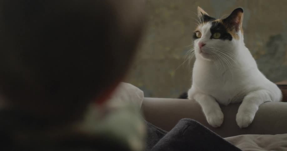 A cat sits on the edge of a sofa watching people