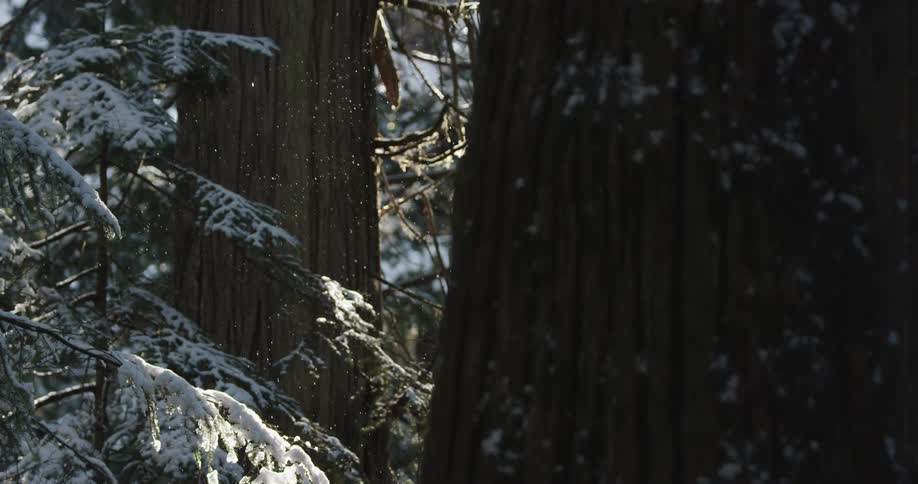 Snow falling between old growth cedar trees on a sunny winter day