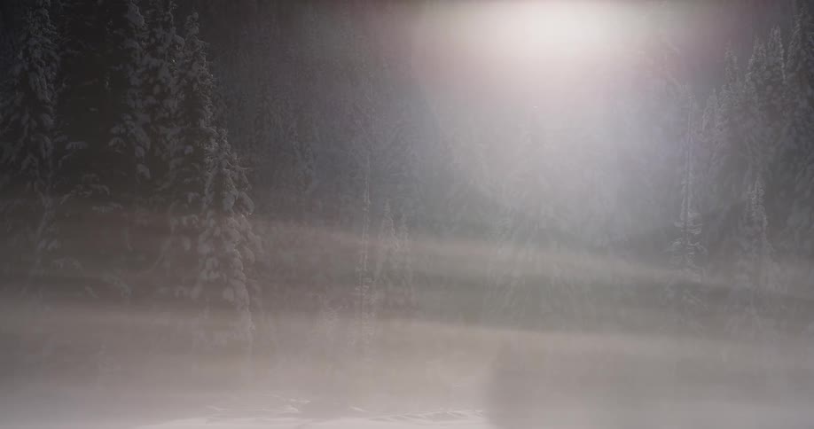 Heavy fog obscures a snow covered forest at dawn