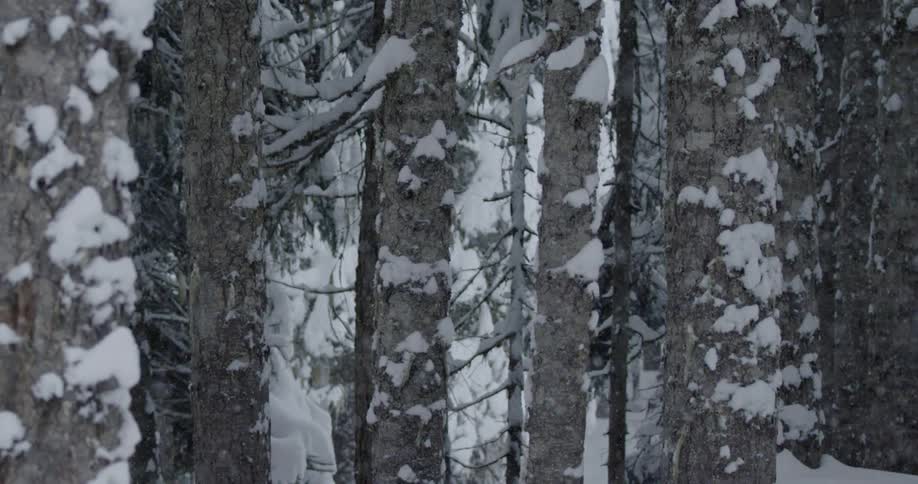 Snow falling around forest trees in winter