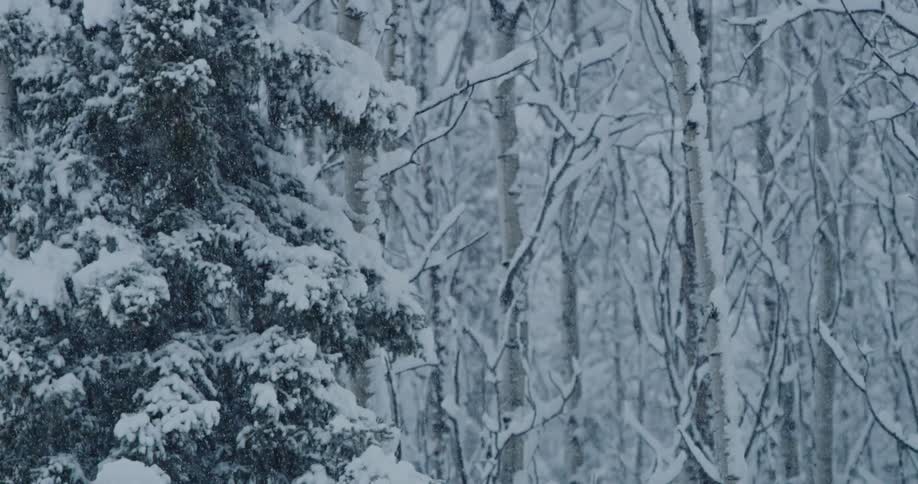 Heavy snow falls in the woods