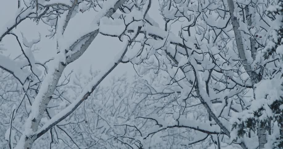 Blizzard coats forest branches with fresh snow