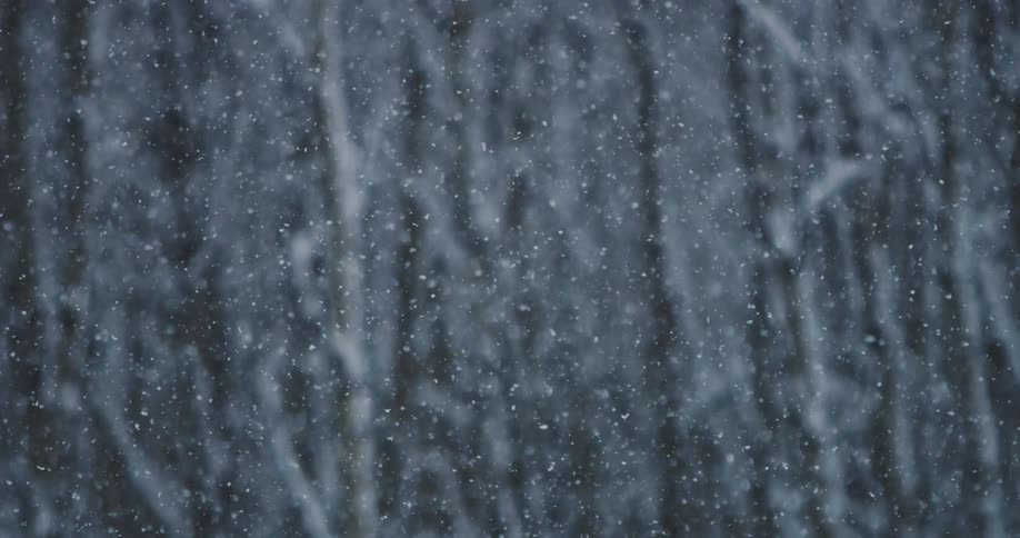 Snow is falling in the forest