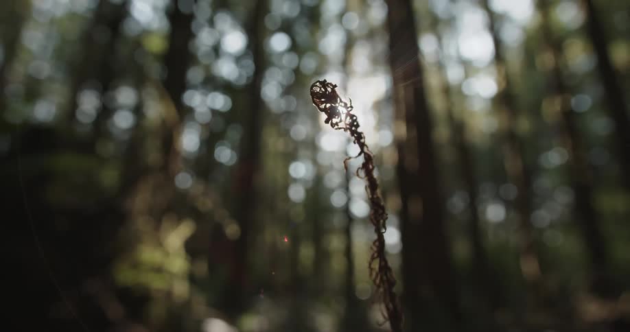 Sunlight flickers through the ends of a fern branch in the woods