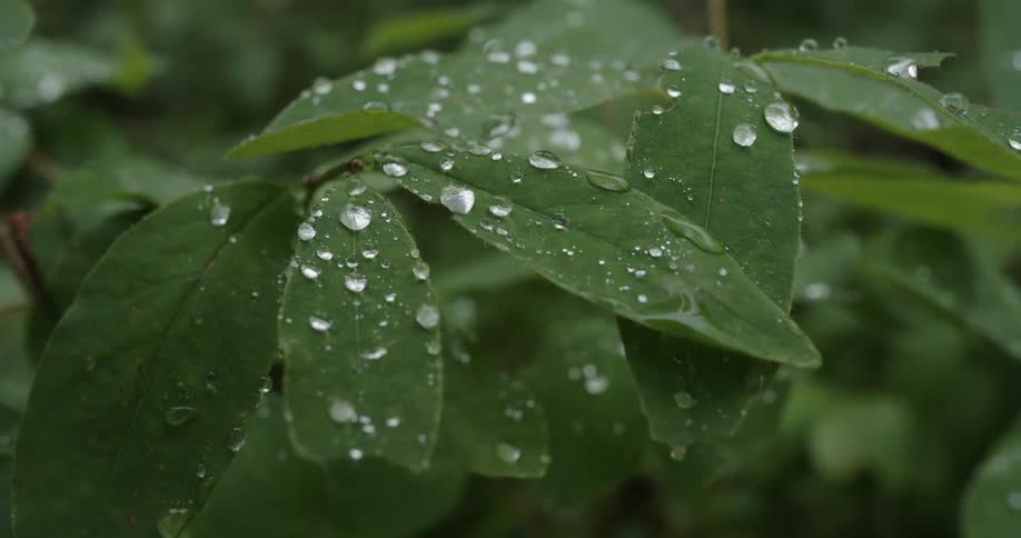 A close up view of water droplets sitting on a leaf in the forest
