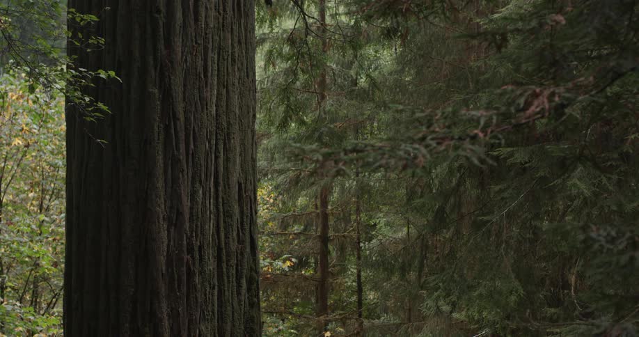 Old-growth red cedar tree stands in forest in the day