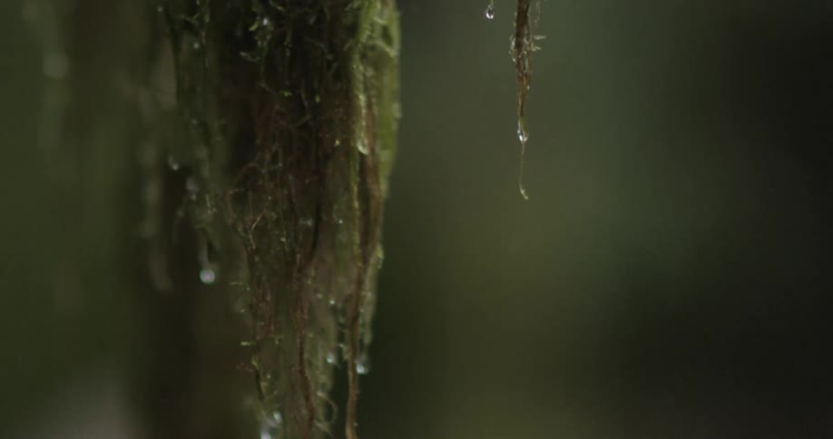 Water drops fall from wet moss in a rainforest