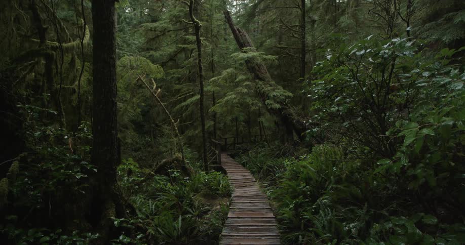 A wooden footbridge though a forest