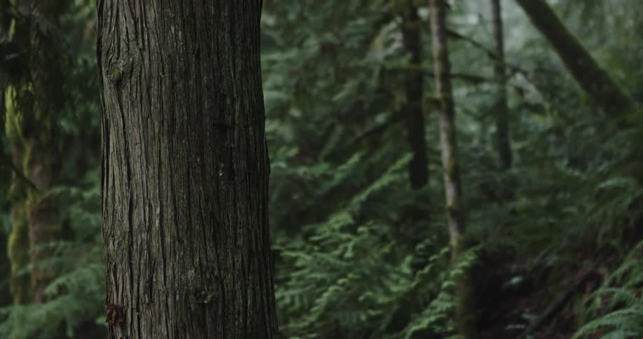 Large cedar tree in thick Pacific Northwest forest