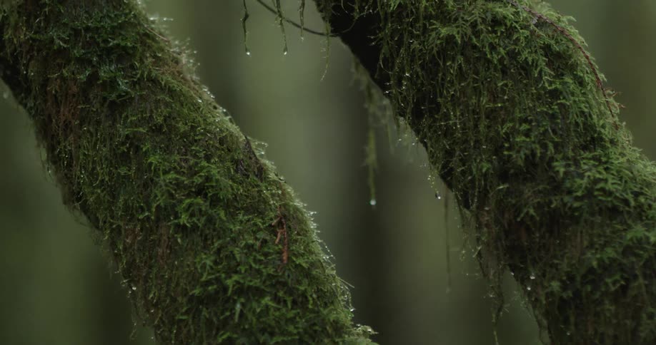 Water drops fall from wet moss on trees in a rainforest