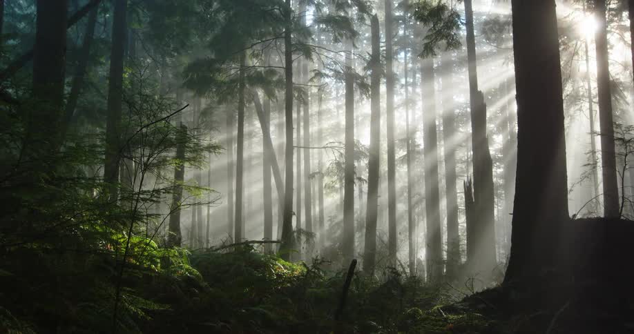 Sun rays shine brightly through trees in a forest