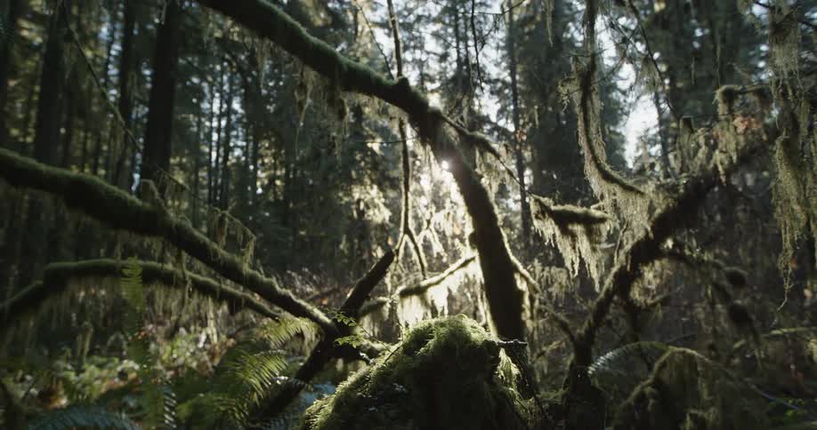 The sun shines brightly on moss hanging from trees in a rain forest