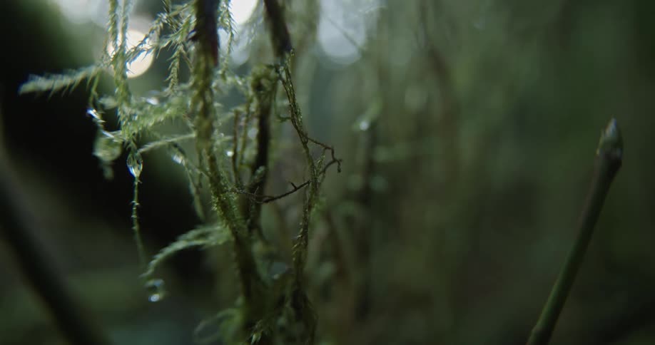 Water droplets hang on moss and lichen in a rain forest