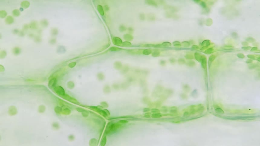 A close up view of green plant cells moving inside a plant