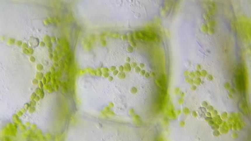 Nature performing photosynthesis under a microscope