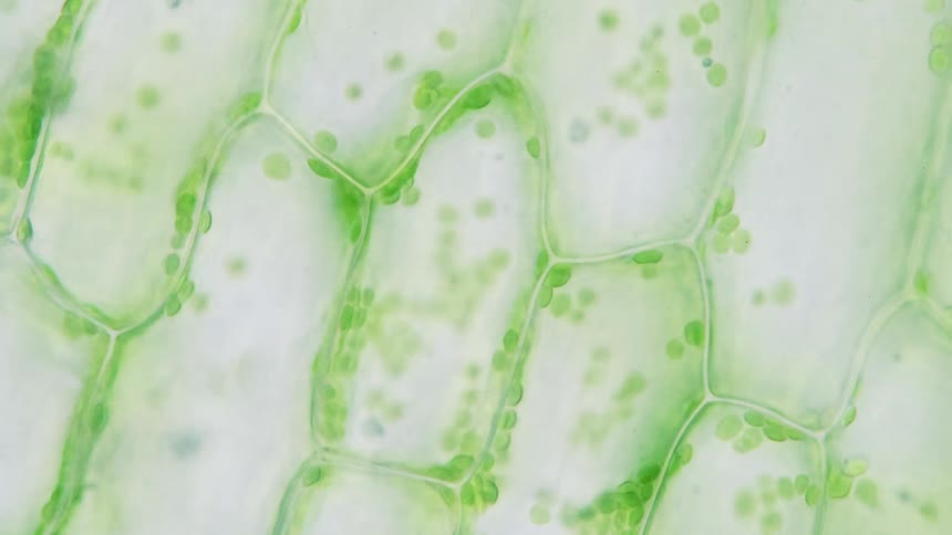 A microscope slowly zooms out showing the natural structure of the inside of a plant