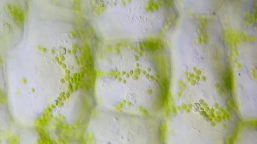 A highly magnified microscopic object