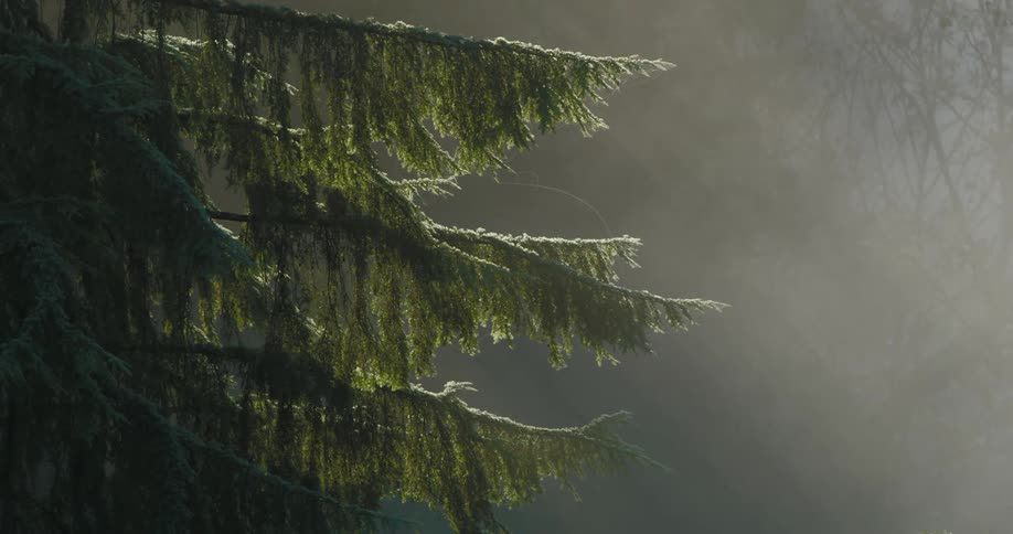 The sun shines on branches in a foggy rain forest