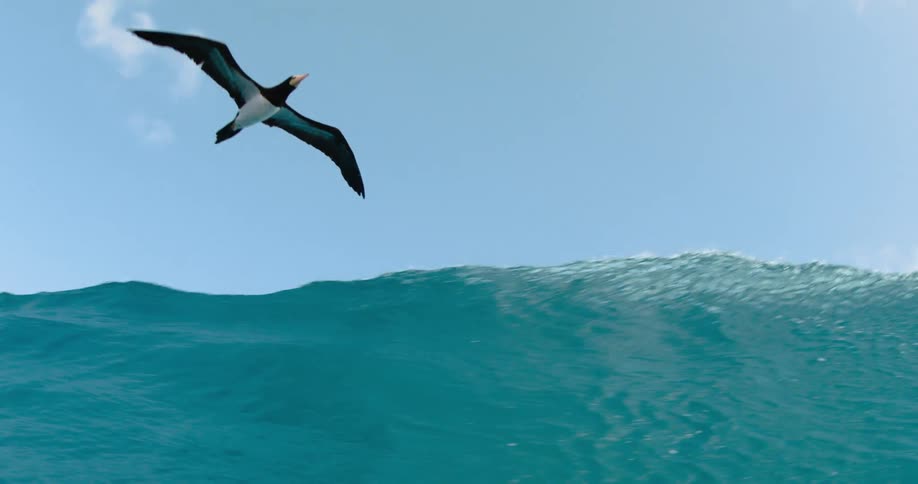 A seabird flies over a clear blue wave as it rolls overhead