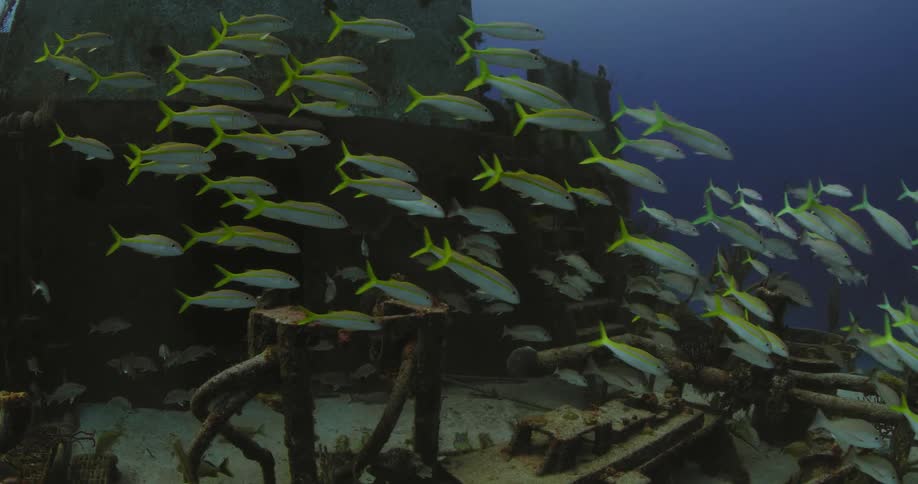 A school of fish are swimming around the ruins of a sunken ship