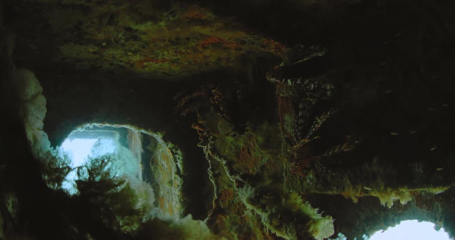 A shipwreck turned into an underwater cave with fish swimming around and through
