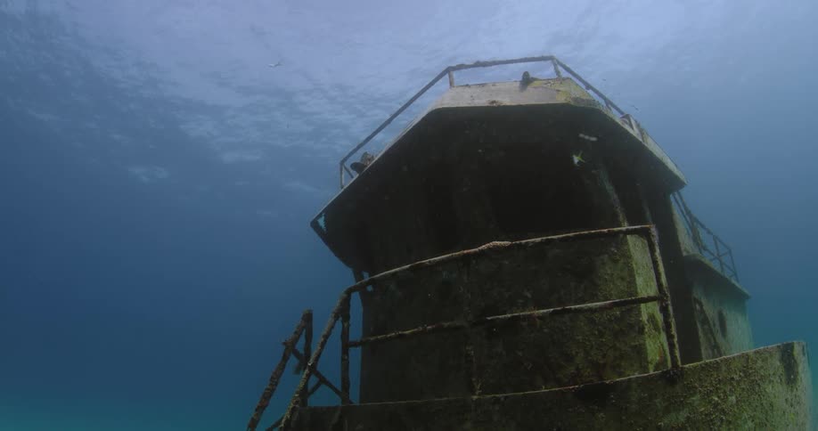 Fish swim around coral encrusted shipwreck sitting under water