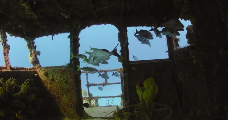 A school of fish are swimming in the ruins of a sunken ship