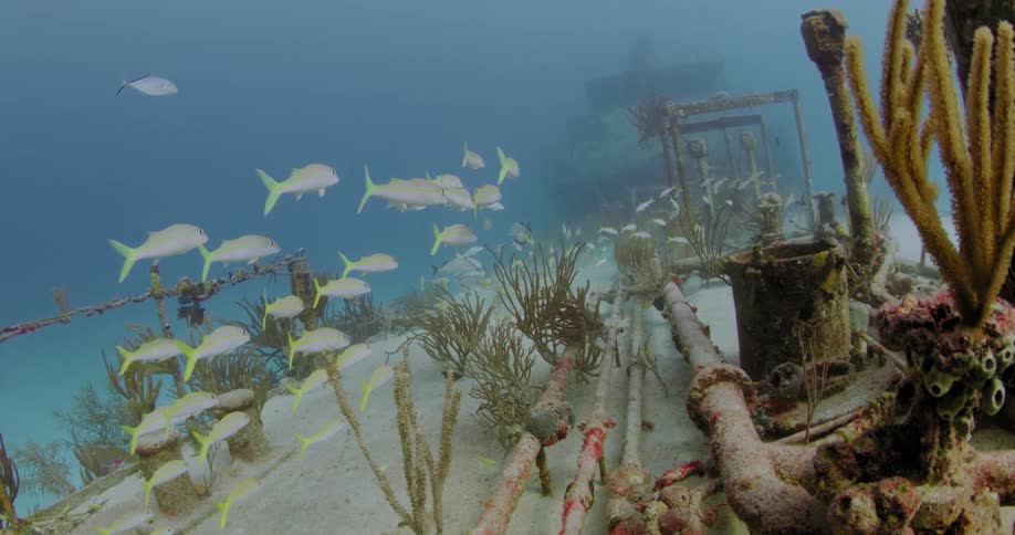 Yellow tailed school of fish swim along coral encrusted sunken shipwreck resting on the seafloor
