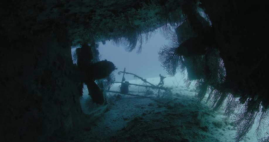 Underwater plants are growing on the ruins of a sunken ship