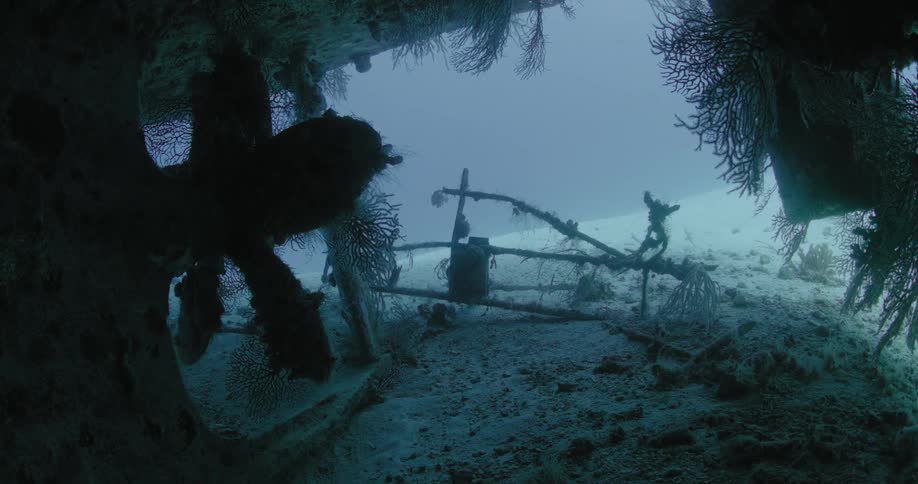 Underwater plants are growing on the ruins of a sunken ship