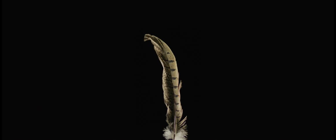 A single feather is moving in the darkness