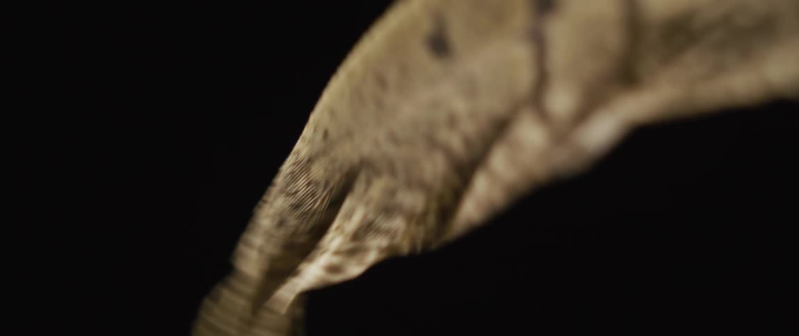 A single feather is moving in the darkness as the barb is moving in the breeze
