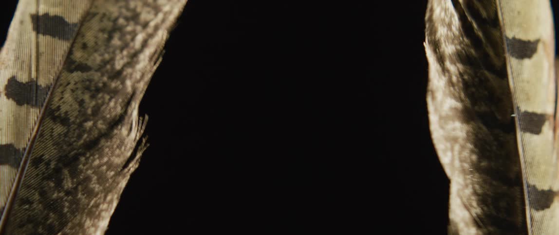 Two feathers are slowly wavering in the darkness